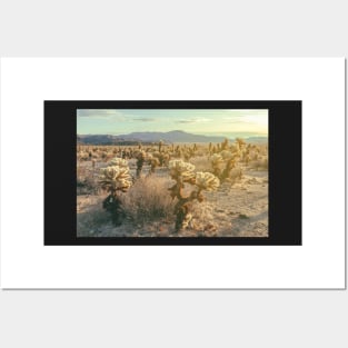 Cholla Garden Posters and Art